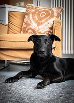 Ferienwohnung  ScheunenRefugio - Top-Hundeurlaub