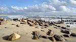 Untagged - Ferienhaus für 7 Personen (60 m²) in Blåvand - Top-Hundeurlaub