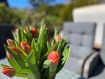 Terrasse - Robin Hood - Top-Hundeurlaub