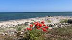 WaterView - Ferienhaus für 15 Personen (199 m²) in Otterup - Top-Hundeurlaub