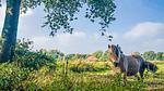 house - Ferienhaus für 6 Personen (61 m²) in Vlagtwedde - Top-Hundeurlaub