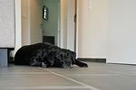 Dat hygge Flow - Top-Hundeurlaub