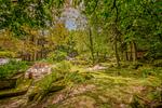 Casa nel Bosco - Top-Hundeurlaub