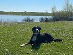 Chalet Aan het Strand mit Zaun Haus Nr. 133 - Top-Hundeurlaub