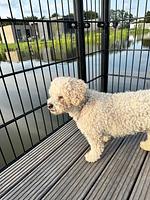 Chalet Aan het Water mit Zaun Haus Nr. 134 - Top-Hundeurlaub