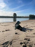 Chalet Aan het Water mit Zaun Haus Nr. 134 - Top-Hundeurlaub
