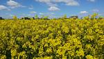 Landschaft - Ferienhaus Ostseeoase - Top-Hundeurlaub