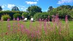 Blühender Garten, Villa Emma in Alsterbro, Småland - Villa Emma - Top-Hundeurlaub