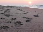 Hof am Meer "Seeperle" - Top-Hundeurlaub