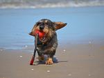 Hof am Meer "Seeperle" - Top-Hundeurlaub