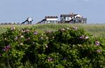Strand - Studio 35 - Top-Hundeurlaub
