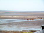 Strand - 1012 - Top-Hundeurlaub