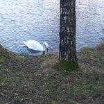 Bungalow kleine Auszeit - Top-Hundeurlaub