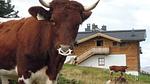 Untagged - Ferienhaus für 6 Personen (67 m²) - Top-Hundeurlaub