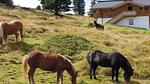 Untagged - Ferienhaus für 6 Personen (67 m²) - Top-Hundeurlaub