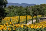 Villa con Lago  - Top-Hundeurlaub