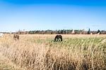 Landschaft - FeWo Lieblingsplatz - Top-Hundeurlaub