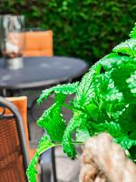 Dekoratives Detail - Ferienwohnung Poseidon Residenz Störtebecker - Top-Hundeurlaub