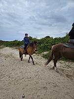 Neu: Ferienwohnung "Seepferdchen" Wangerooge 2-4 Personen  - Top-Hundeurlaub