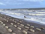 Neu: Ferienwohnung "Seestern" Wangerooge 2-4 Personen   - Top-Hundeurlaub