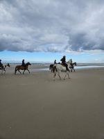 Neu: Ferienwohnung "Seestern" Wangerooge 2-4 Personen   - Top-Hundeurlaub