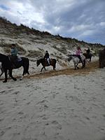 Neu: Ferienwohnung "Steuerrad" Wangerooge 4-8 Personen  - Top-Hundeurlaub