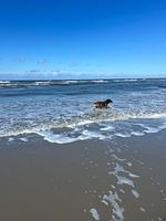 Neu: Ferienwohnung "Steuerrad" Wangerooge 4-8 Personen  - Top-Hundeurlaub