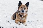 Ferienhäuser Gerhart Wohnung 4 - Top-Hundeurlaub