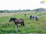 Landschaft - Ferienwohnung Glahr - Top-Hundeurlaub