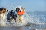Sport / Aktivitäten - Wiesenschnecke - Top-Hundeurlaub