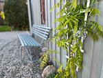 Garten - Reetdachkate Fjord Cottage - Haushälfte Backbord - Top-Hundeurlaub