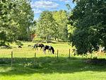 Großer grüner Garten am Ferienhaus Sommerlycka in Fågelfors - Haus Sommerlycka - Top-Hundeurlaub