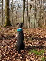 Ihre Auszeit im Waldecker Land - Für Hunde und Ihre Menschen-Mein Urlaub mit Hund – 
Natur, Entspannung & Abenteuer!  - Top-Hundeurlaub