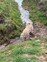 Ihre Auszeit im Waldecker Land - Für Hunde und Ihre Menschen-Mein Urlaub mit Hund – 
Natur, Entspannung & Abenteuer!  - Top-Hundeurlaub