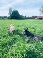 Ihre Auszeit im Waldecker Land - Für Hunde und Ihre Menschen-Mein Urlaub mit Hund – 
Natur, Entspannung & Abenteuer!  - Top-Hundeurlaub