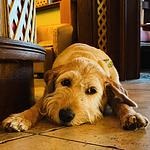 Ihre Auszeit im Waldecker Land - Für Hunde und Ihre Menschen-Mein Urlaub mit Hund – 
Natur, Entspannung & Abenteuer!  - Top-Hundeurlaub
