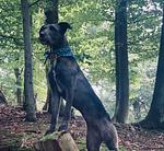 Ihre Auszeit im Waldecker Land - Für Hunde und Ihre Menschen-Mein Urlaub mit Hund – 
Natur, Entspannung & Abenteuer!  - Top-Hundeurlaub