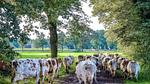 AreaSummer5KM - Ferienhaus für 5 Personen - Top-Hundeurlaub