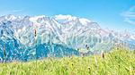 ViewWinter - Ferienwohnung für 5 Personen (23 m²) in Saint-Gervais-les-Bains - Top-Hundeurlaub