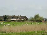 Landschaft - Ferienhaus auf der kleinen Gaarde Ockholm - Top-Hundeurlaub