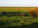 Landschaft - Ferienwohnung Wattwurm Ockholm - Top-Hundeurlaub