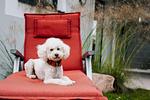 Dekoratives Detail - Appartement Kranich - Top-Hundeurlaub