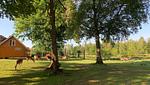 Naturgrundstück und Garten am Chalet Hjortblick - Chalet Hjortblick - Top-Hundeurlaub