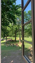 Gartenblick vom Chalet Hjortblick - Chalet Hjortblick - Top-Hundeurlaub