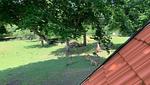 Blick aus dem Chalet in die Natur - Chalet Hjortblick - Top-Hundeurlaub