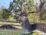 Damwild auf der Farm beim Chalet Hjortblick - Chalet Hjortblick - Top-Hundeurlaub