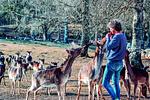 Damwild auf der Farm rund um das Ferienhaus Villa Hjortlund in Tyringe Skåne - Hus Hjortlund - Top-Hundeurlaub