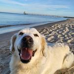 Apartmenthaus Usedom Kajüte 10 - Top-Hundeurlaub