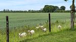 house - Ferienhaus für 4 Personen (40 m²) in Sint Kruis - Top-Hundeurlaub