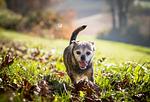 Boutiquehotel Thessoni classic nahe Zürich - Top-Hundeurlaub